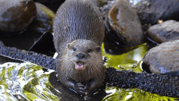 The otter behind the name, our Kendal riverside neighbour The otter behind the name, our Kendal riverside neighbour